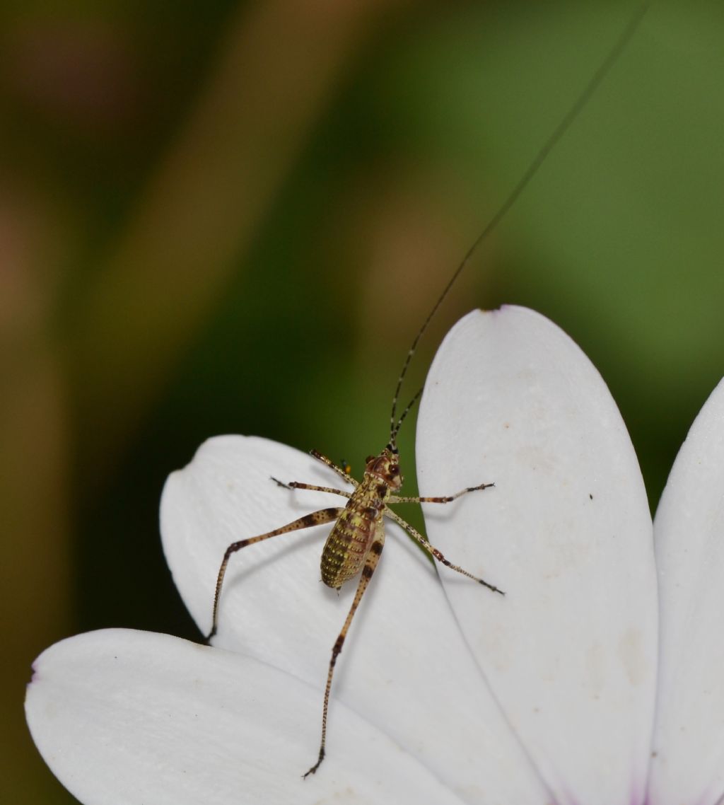 Neanide e ninfa di Phaneroptera sp.